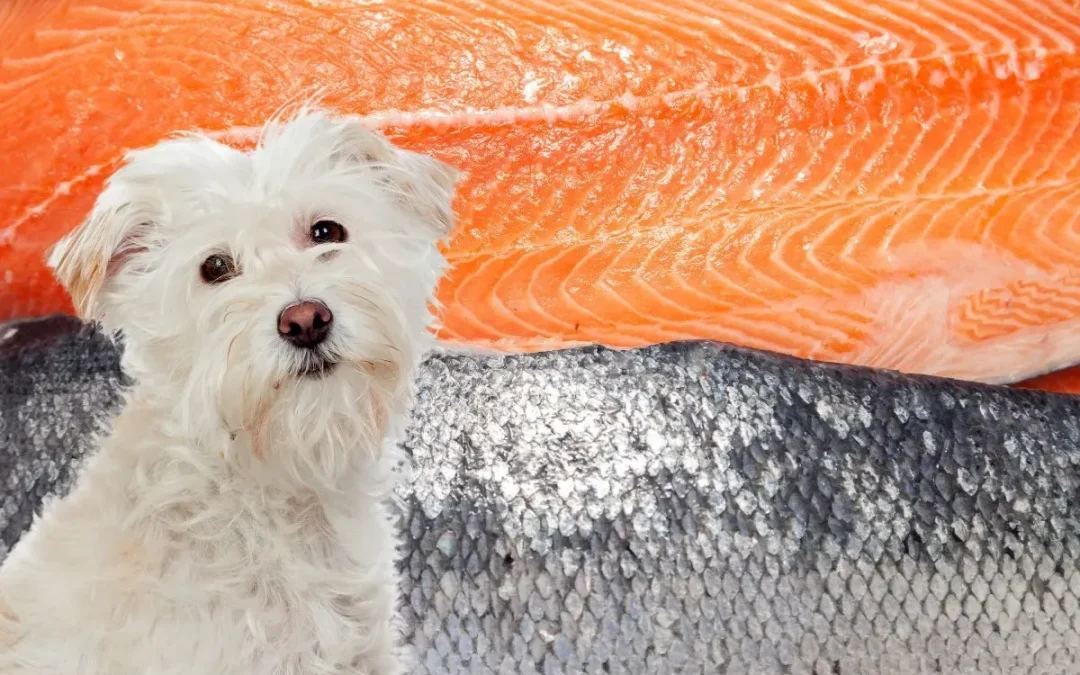 Can Dogs Eat Salmon Skin?